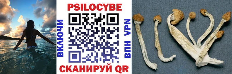 Галлюциногенные грибы Psilocybe Фатеж